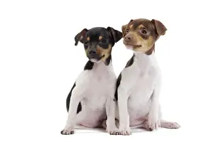 Dog - Brazilian Terrier puppies in studio