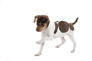 Dog - Brazilian Terrier puppy running in studio