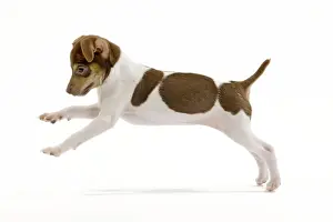Dog - Brazilian Terrier puppy running in studio