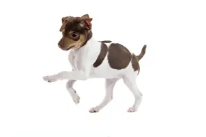 Dog - Brazilian Terrier puppy running in studio