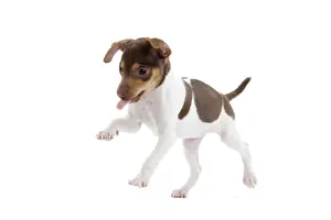 Dog - Brazilian Terrier puppy in studio
