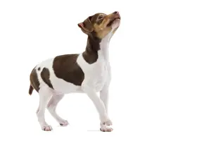 Dog - Brazilian Terrier puppy in studio