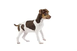Dog - Brazilian Terrier puppy in studio