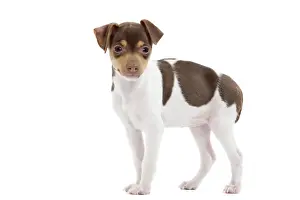 Dog - Brazilian Terrier puppy in studio