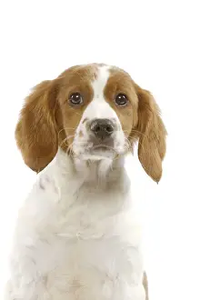 Dog - Breton Spaniel Brittany Spaniel
