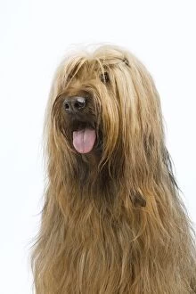 Images Dated 9th April 2006: Dog - Briard