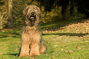 Berger De Brie Collection: Dog - Briard / Berger de Brie