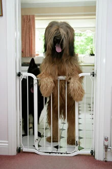 Berger De Brie Collection: DOG - Briard dog behind baby gate, looking over