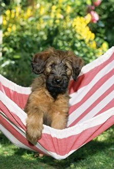 DOG - Briard puppy in hammock