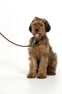Berger De Brie Collection: Dog - Briard puppy on a lead