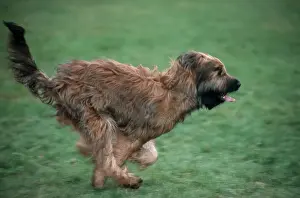 Dog - Briard running high speed in garden - Belgium