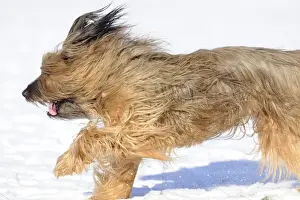 DOG. Briard running through the snow