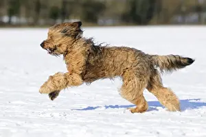 DOG. Briard running through the snow