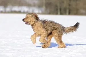 DOG. Briard running through the snow