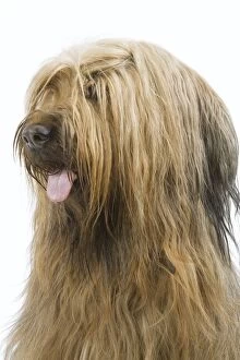 Images Dated 9th April 2006: Dog - Briard Sheepdog