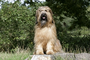 Berger De Brie Collection: Dog - Briard sitting on tree stump