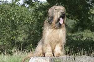 Berger De Brie Collection: Dog - Briard sitting on tree stump with tongue sticking out