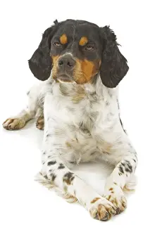 Dog - Brittany / Epagneul Breton