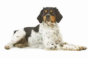 Dog - Brittany / Epagneul Breton - in studio