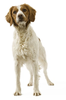 Images Dated 12th March 2006: Dog - Brittany / Epagneul Breton in studio