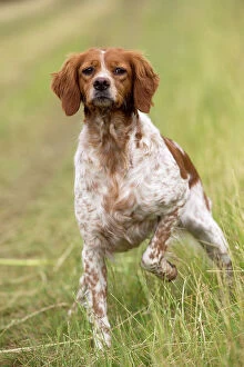 Images Dated 12th April 2017: Dog Brittany Spaniel
