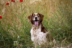 Brittany Gallery: Dog Brittany Spaniel mouth open with poppies