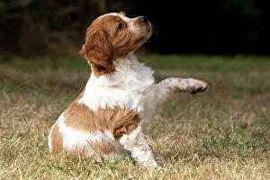 Animals Gallery: Dog Brittany Spaniel puppy raising paw
