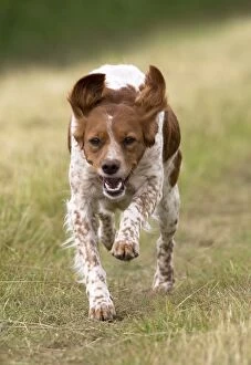 Brittany Gallery: Dog Brittany Spaniel running