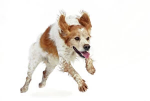 Images Dated 17th October 2009: dog - Brittany Spaniel running towards camera in studio