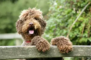 Scruffy Prints: Dog - Brown Labradoodle with front paws on gate. With tongue sticking out