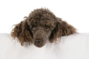 DOG. Brown miniature poodle with head over ledge