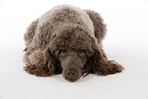 Images Dated 30th July 2007: DOG. Brown miniature poodle laying down
