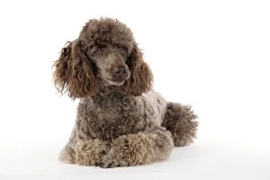 Dog brown miniature poodle lying