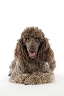 DOG. Brown miniature poodle lying down