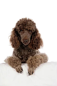 Poodle Collection: DOG. Brown miniature poodle with paws over ledge