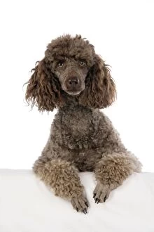 Images Dated 30th July 2007: DOG. Brown miniature poodle with paws over ledge