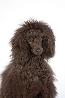 Dog. Brown poodle