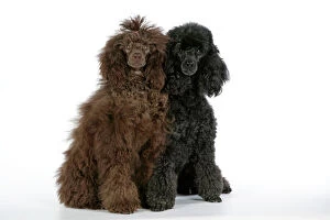Dog. Brown poodle and black poodle