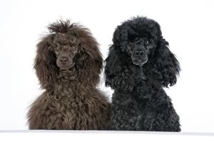 Poodle Collection: Dog. Brown poodle and black poodle with paws over ledge