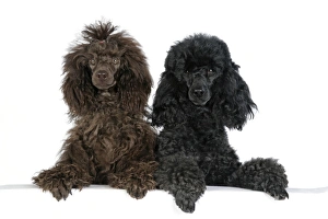 Dog. Brown poodle and black poodle with paws over ledge Dog. Brown poodle and black poodle with paws over ledge