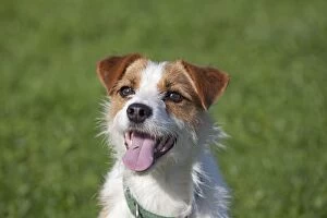 Images Dated 7th October 2010: Dog - Brown and White Terrier - with mouth open