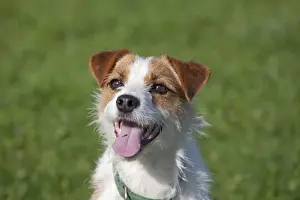 Collars Prints: Dog - Brown and White Terrier - with mouth open - Waterloo Kennels - Stoke Orchard - Cheltenham - UK