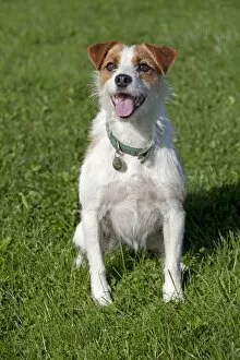 Images Dated 7th October 2010: Dog - Brown and White Terrier - sitting in field