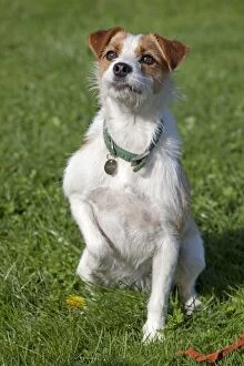 Images Dated 7th October 2010: Dog - Brown and White Terrier - sitting in field holding up paw