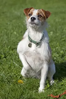Dog - Brown and White Terrier - sitting in field holding up paw - Waterloo Kennels - Stoke Orchard - Cheltenham - UK