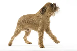 Dog - Brussels Griffon