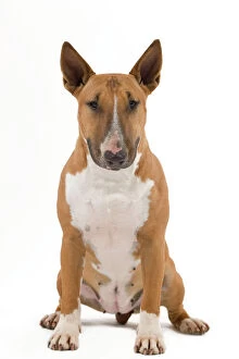 Images Dated 22nd October 2011: Dog - Bull Terrier