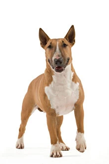 4 Gallery: Dog - Bull Terrier