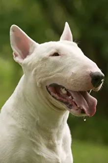Images Dated 21st June 2004: Dog - Bull Terrier
