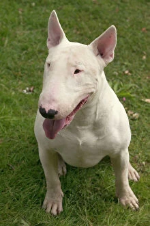 Images Dated 21st June 2004: Dog - Bull Terrier